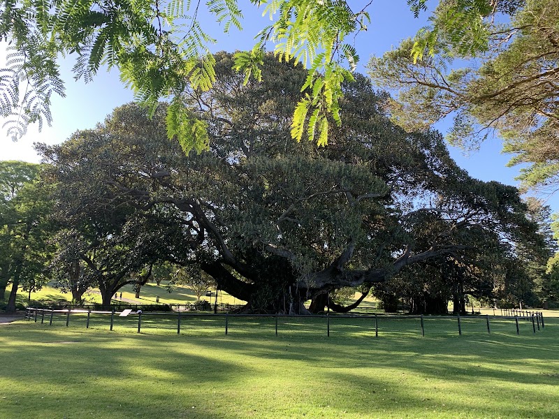 Royal Botanic Garden Sydney - Royal Botanic Garden Sydney, Mrs Macquaries Rd, Sydney NSW 2000, Australia