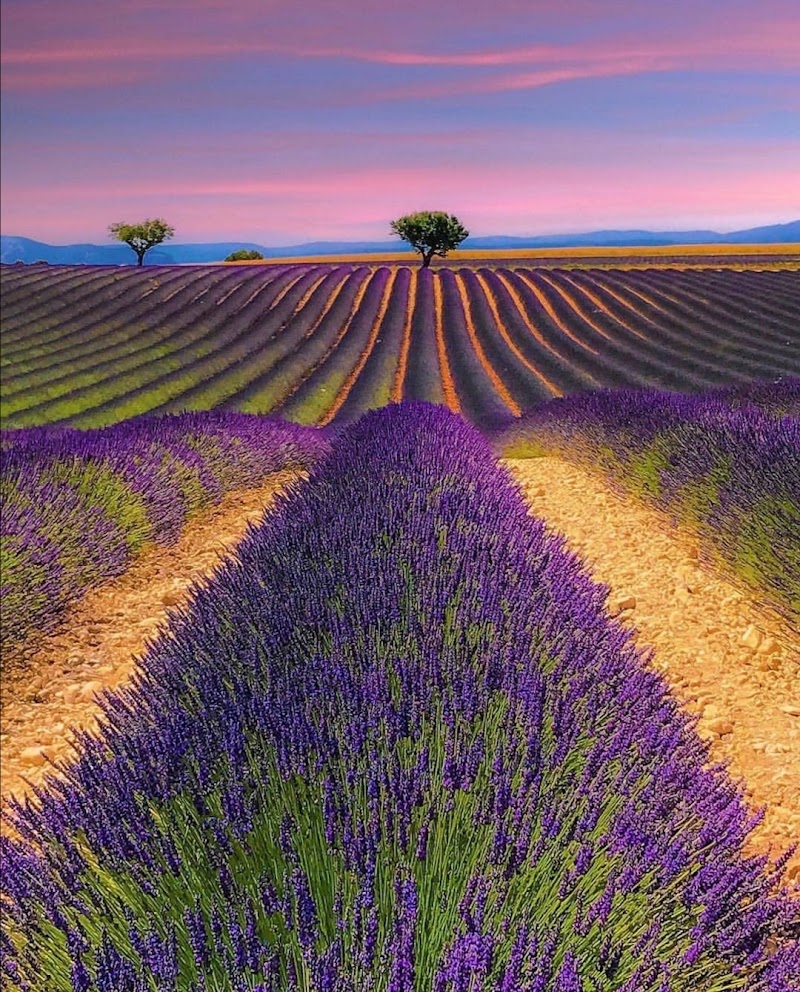 Valensole - Valensole, 04210 Valensole, France