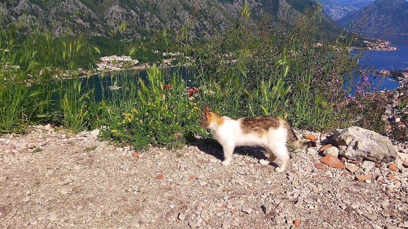 Apartment Leo - Apartment Leo Stari Grad 375, Kotor 85330, Montenegro