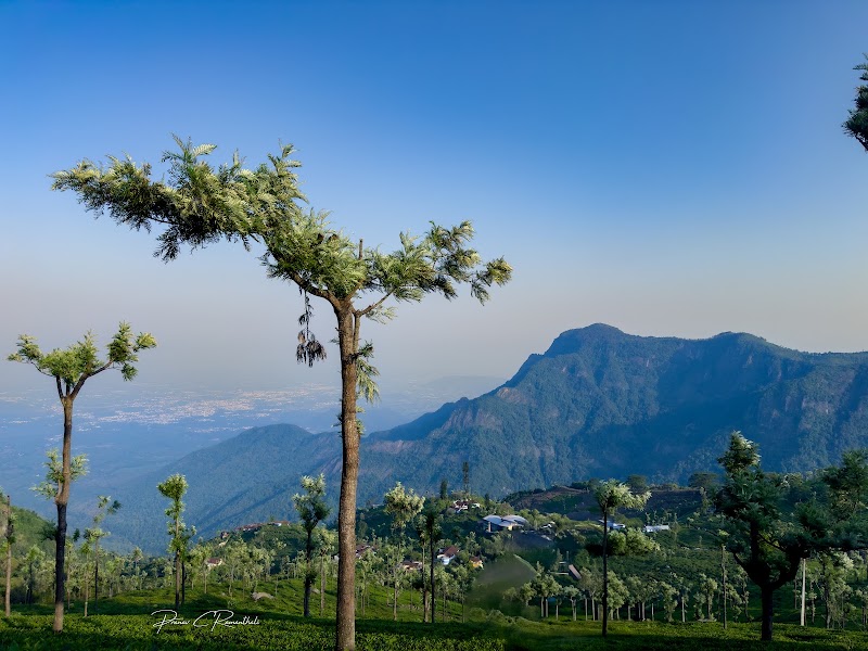 Tea plantation - Tea plantation 8RX9+WQ, Coonoor, Tamil Nadu 643101, India