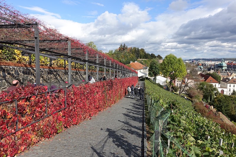 St. Wencesla's Vineyard - St. Wencesla's Vineyard, Staré zámecké schody 192/8, 119 00 Praha 1-Hradčany, Czechia