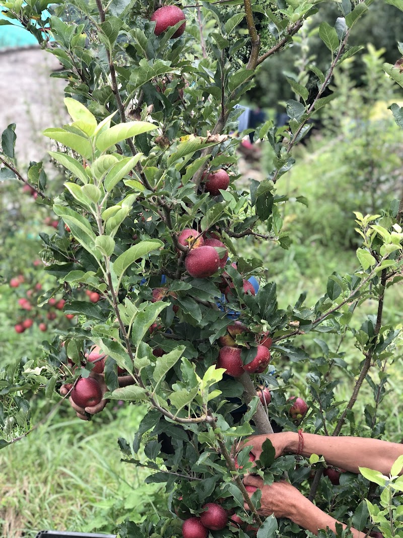 Ishant orchard - Ishant orchard, 203, near Raugi, Nathan, Himachal Pradesh 175101, India