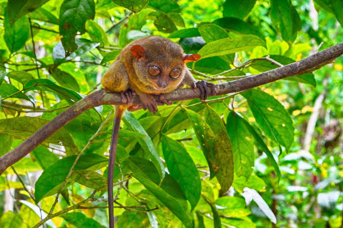 Philippine Tarsier Sanctuary - Philippine Tarsier Sanctuary, Tarsier Sunctuary Rd, Corella, Bohol, Philippines