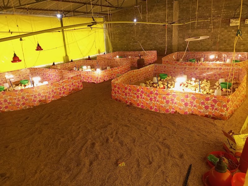 Hussain poultry farm - Hussain poultry farm, Anjora dha, Nagpura, Anjora, Chhattisgarh 491001, India