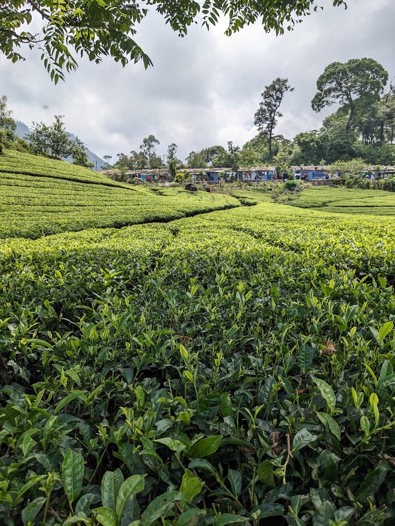 Laxmi Tea Estate - Laxmi Tea Estate, 329X+J3C, Unnamed Road, Kannan Devan Hills, Kerala 685612, India