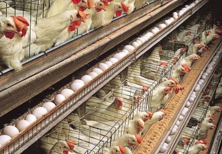 Nishad Poultry Farm - Nishad Poultry Farm, 4569+JW4, Road, Somni, Sankra, Chhattisgarh 491443, India