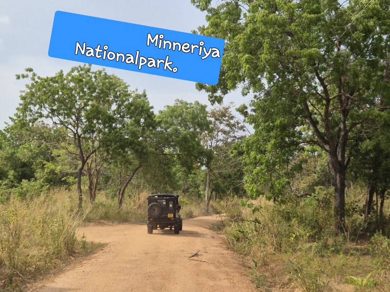 Minneriya National Park - Minneriya National Park Sri Lanka