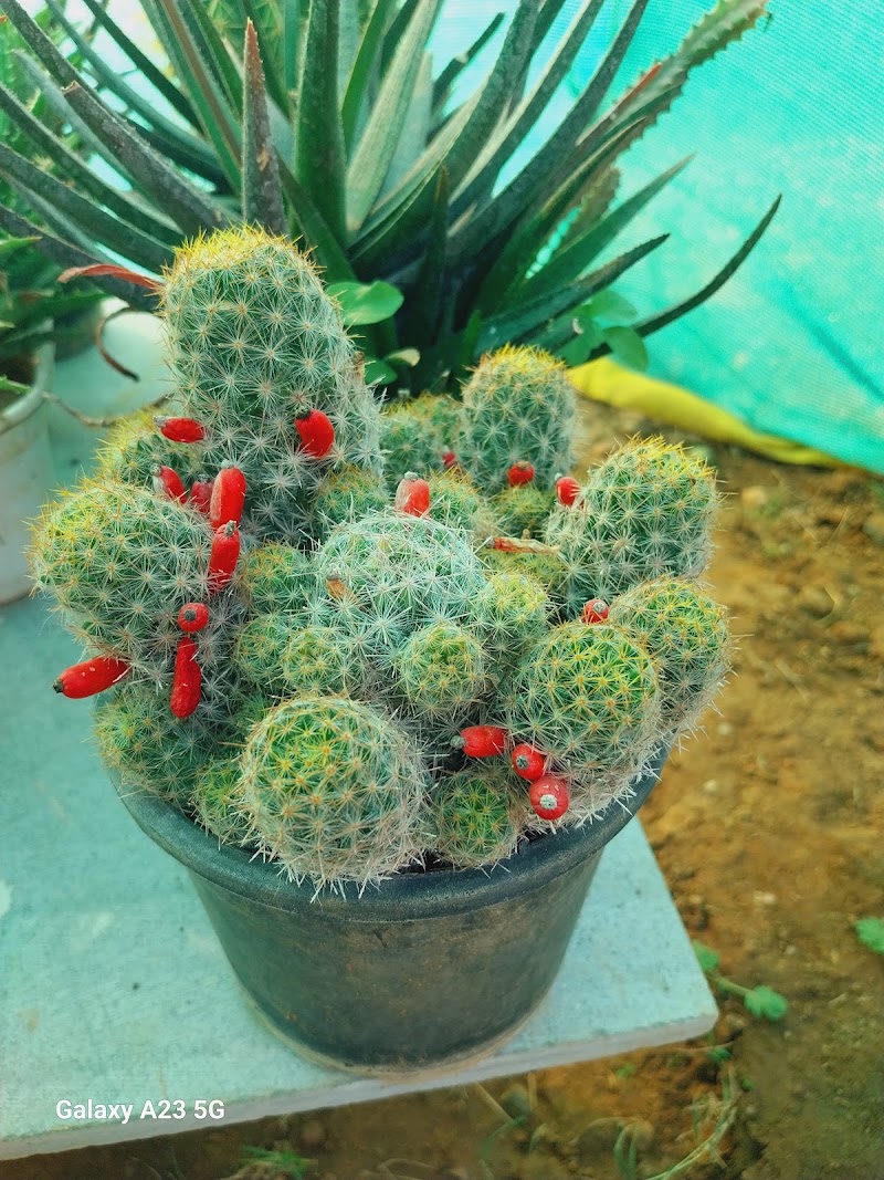 Lakecity Nursery - Lakecity Nursery JP4H+JC7, near New RTO, behind Swastik Heights, Hari Vihar Colony, Pahada, Raghunathpura, Udaipur, Rajasthan 313001, India