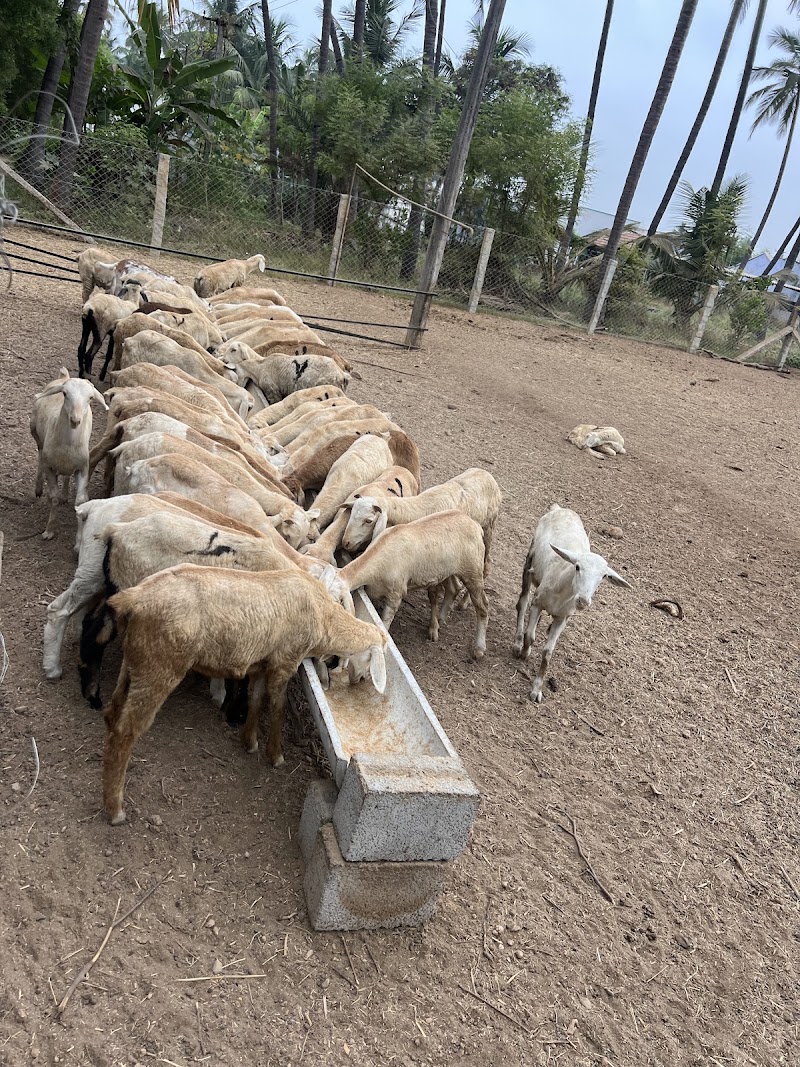 The Fat Lamb Co. - The Fat Lamb Co., Nadar Colony, Kompanaipudur, Kolathupalayam, Tamil Nadu 638152, India