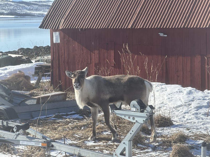 Amazing Arctic - Amazing Arctic Kirkegata 2, 9008 Tromsø, Norway