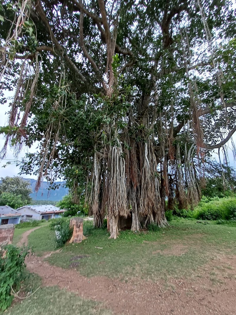 Maravakandy dam - Maravakandy dam HMF2+HQ, Masinagudi, Tamil Nadu 643223, India