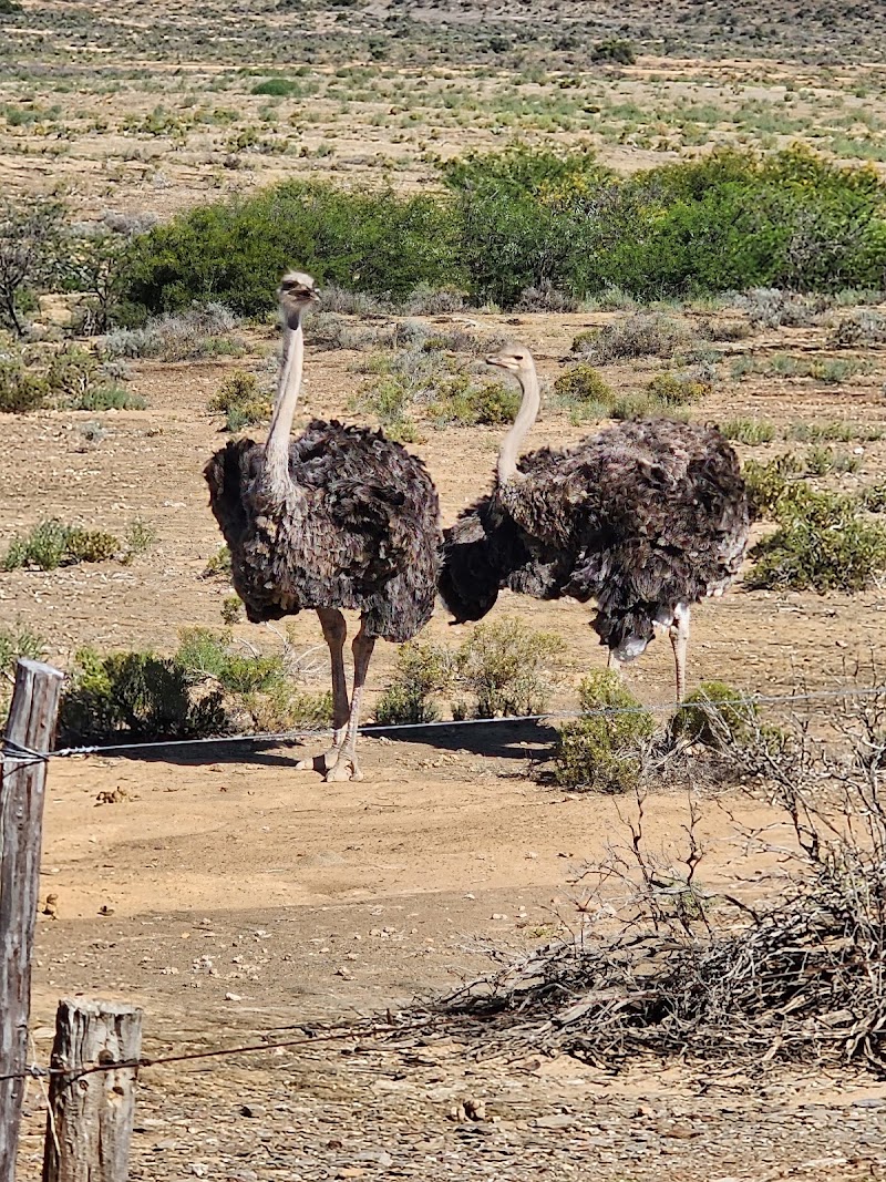 Oudtshoorn - Oudtshoorn, South Africa