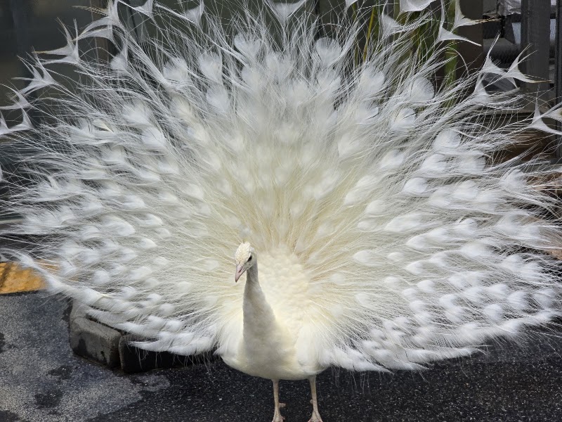 Gapyeong Begonia Bird Park - Gapyeong Begonia Bird Park 270번길 28 Misari-ro, Seorak-myeon, Gapyeong-gun, Gyeonggi-do, South Korea