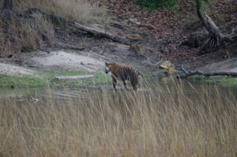 Panpatha Wildlife Sanctuary - Panpatha Wildlife Sanctuary, V245+RMG, SH10, Panpatha, Madhya Pradesh 484661, India