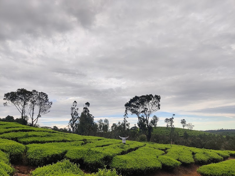 Tea estate