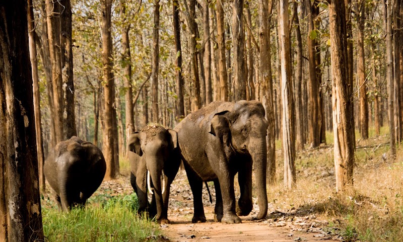 Nagarahole national park Safari - Nagarahole national park Safari, Nagarhole Rd, Badaga, Karnataka 571250, India