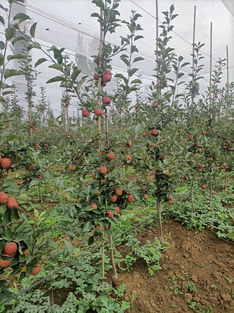 Kashmir Fruit Traders - Kashmir Fruit Traders Q46Q+W2P, Philomina Nagar, Thanjavur, Tamil Nadu 613006, India