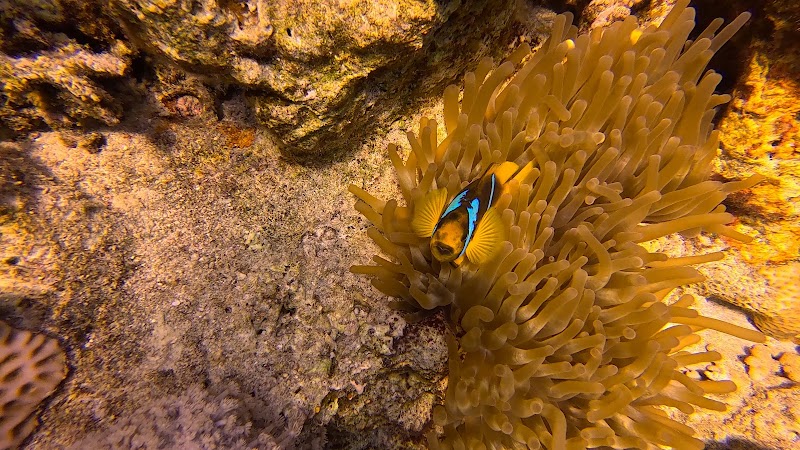 Blue Lagoon Diving Center Sharm el Sheikh - Blue Lagoon Diving Center Sharm el Sheikh, El Montaza, Ras Nasrani, South Sinai Governorate 46619, Egypt