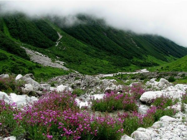 Valley of Flowers National Park - Valley of Flowers National Park Uttarakhand 246443, India