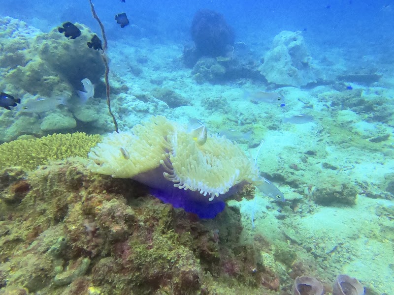 Kon-Tiki Krabi Scuba Diving & Snorkeling Center - Kon-Tiki Krabi Scuba Diving & Snorkeling Center 335/4-5 Na Thai Tambon Ao Nang, Amphoe Mueang Krabi, Chang Wat Krabi 81180, Thailand