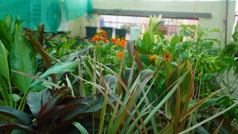 Vriksh Valley - Vriksh Valley, Jayanti -17, Vastu Vihar, 2nd Gully Ghumla, Khunti Road, Vastu Vihar, Kalamati, Ranchi, Hardag, Jharkhand 835221, India