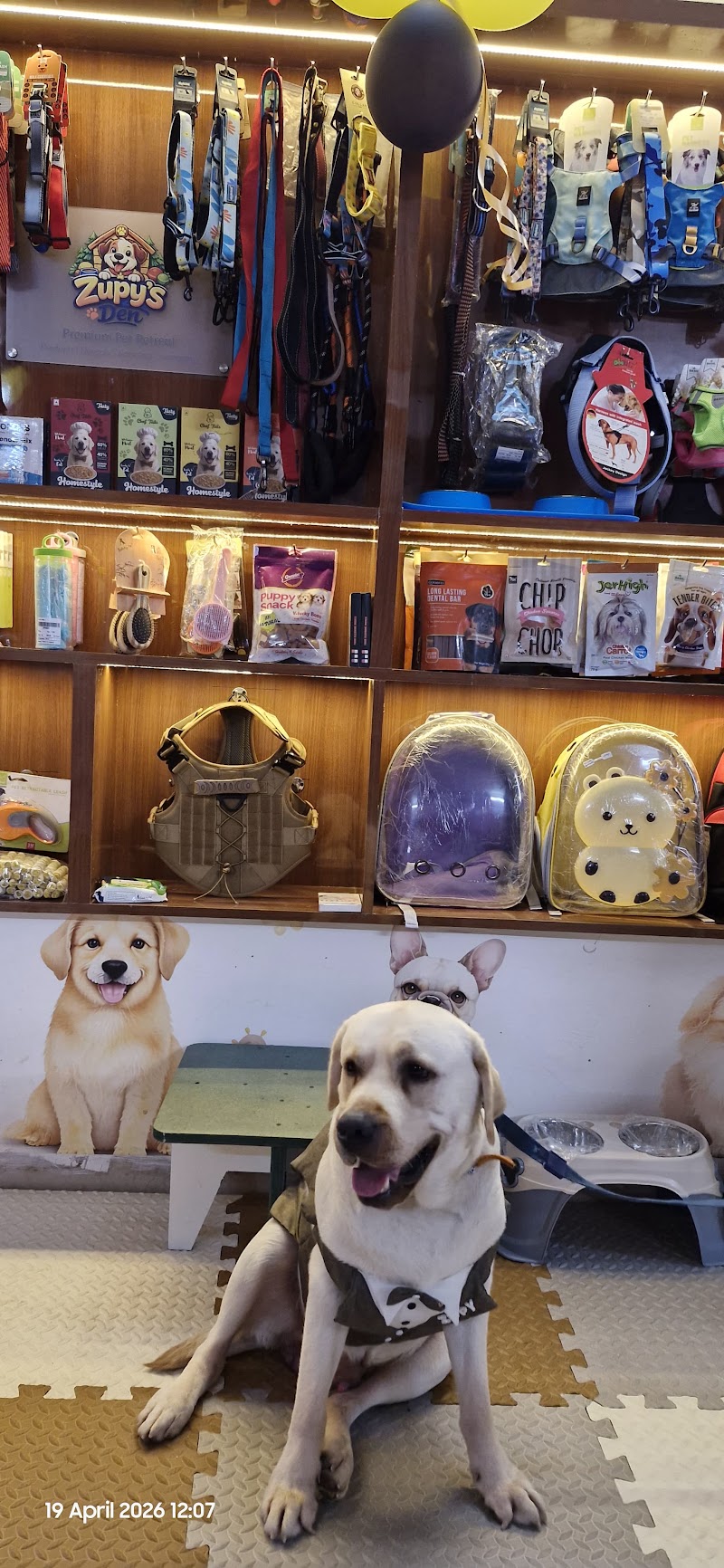 Zupy's Den | Premium Pet Retreat - Zupy's Den | Premium Pet Retreat, Zupy's Den, Dolphins Farm House Doomartalab, 236/8 & 236/13, Amanaka Thana Rd, near India Oil petrol pump, Amanaka, Raipur, Chhattisgarh 492099, India