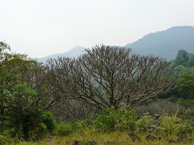 Chinnar Wildlife Sanctuary - Chinnar Wildlife Sanctuary 8644+PC6, Munnar - Udumalpet Rd, Munnar, Kerala 685612, India