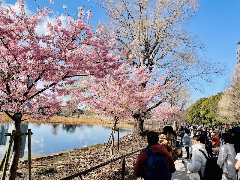Ueno Park - Ueno Park 5-20 Uenokōen, Taito City, Tokyo 110-0007, Japan
