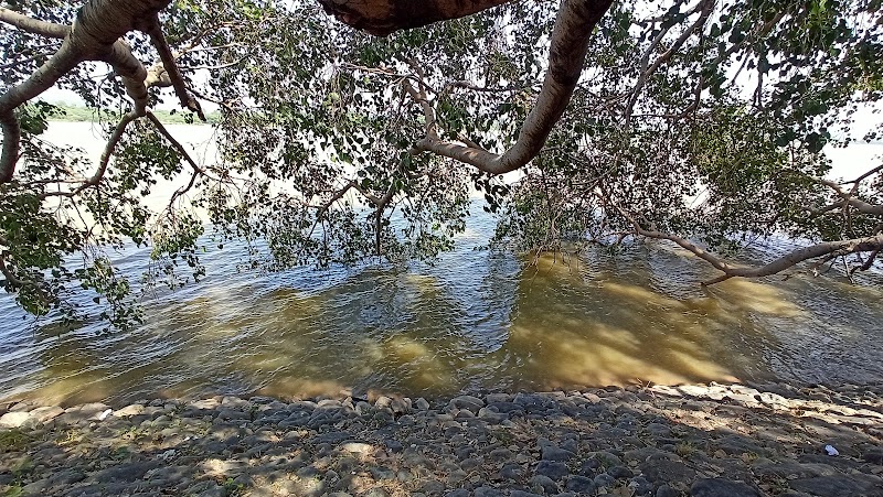 The Lake Peepal Tree - The Lake Peepal Tree PRR6+VV8, Sector 1, Chandigarh, 160001, India