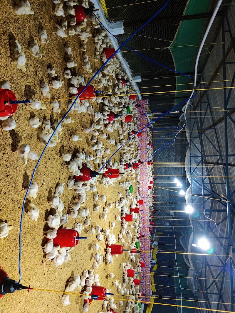 Hussain poultry farm - Hussain poultry farm, Anjora dha, Nagpura, Anjora, Chhattisgarh 491001, India