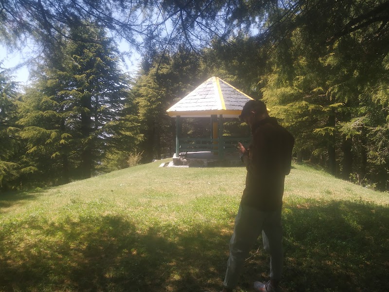Wild Forest Rooms