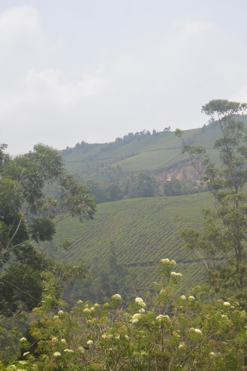 Munnar Tea Garden View Point - Munnar Tea Garden View Point 22RR+R68, Munnar - Aluva Rd, Mankulam, Kerala 685565, India