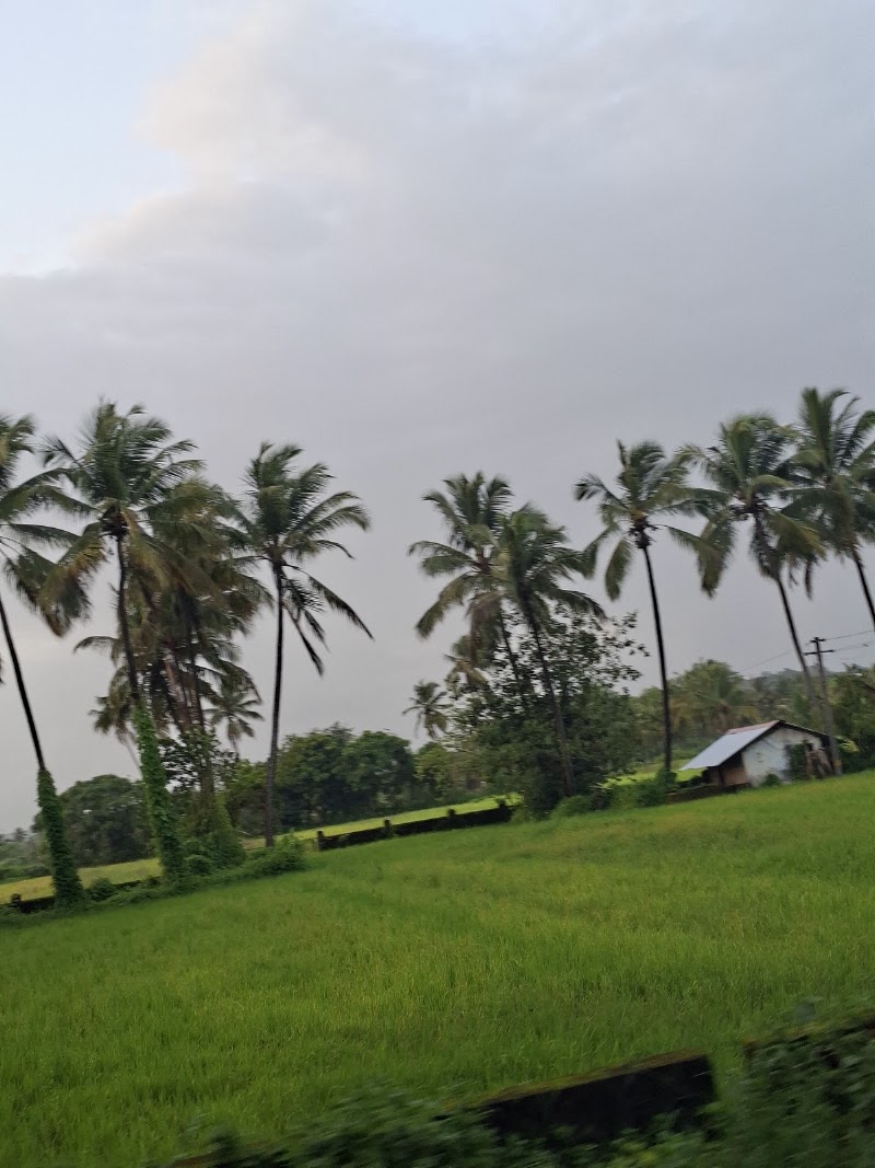 Parra coconut tree 🌴 road - Parra coconut tree 🌴 road, HQHJ+4RJ, St. Annes Church Rd, Parra, Goa 403510, India