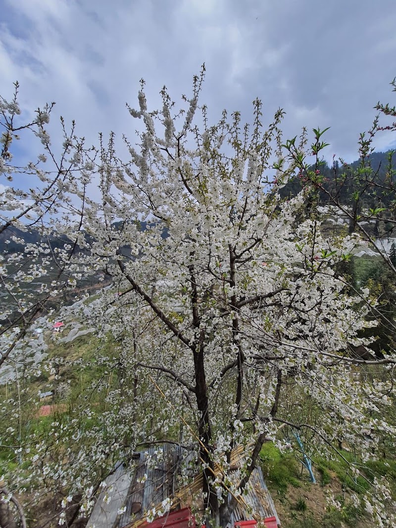 Cloverfield Apple/Cherry Orchard - Cloverfield Apple/Cherry Orchard, 7F7H+W5R, Kotgarh, Himachal Pradesh 171213, India