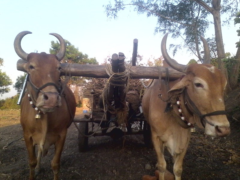Nagad - Nagad Nagad, Maharashtra 431103, India
