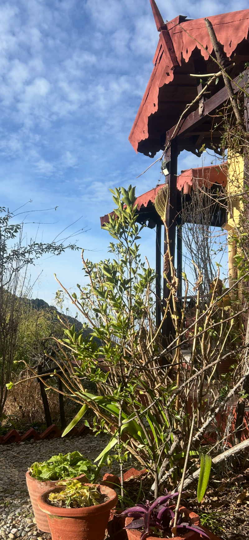 jungle lore birding lodge pangot - jungle lore birding lodge pangot Village Pangot, Kilbury Rd, Via, Budhalakote, Nainital, Uttarakhand 263001, India