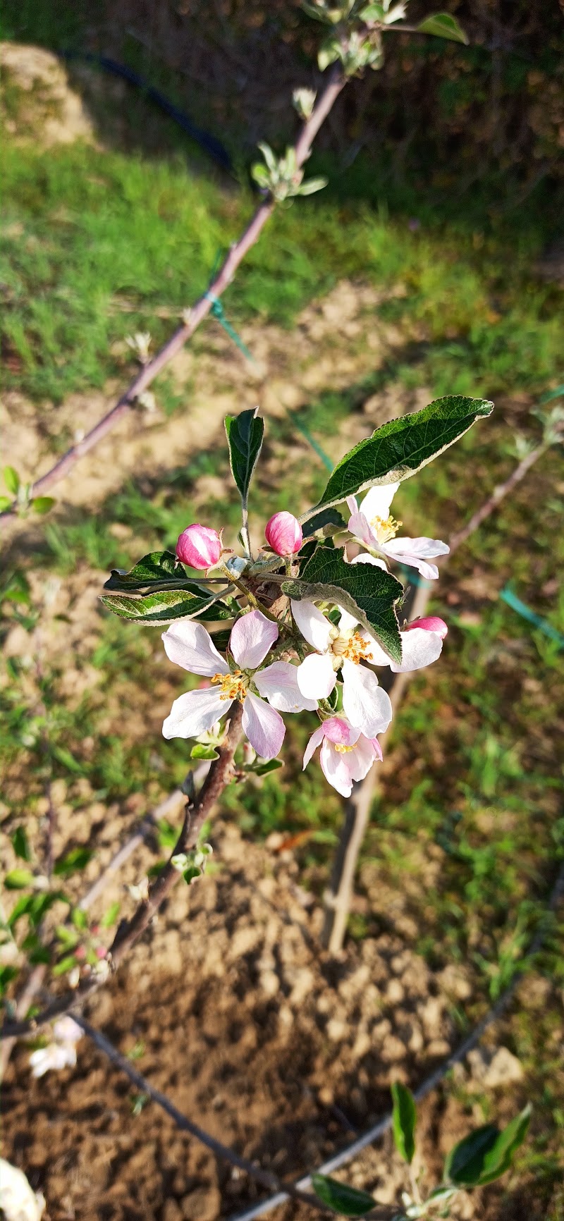 PANDAV APPLE ORCHARD - PANDAV APPLE ORCHARD, Pandav Niwas,VPO Sullah, Sullah, Majhakra, Himachal Pradesh 176085, India