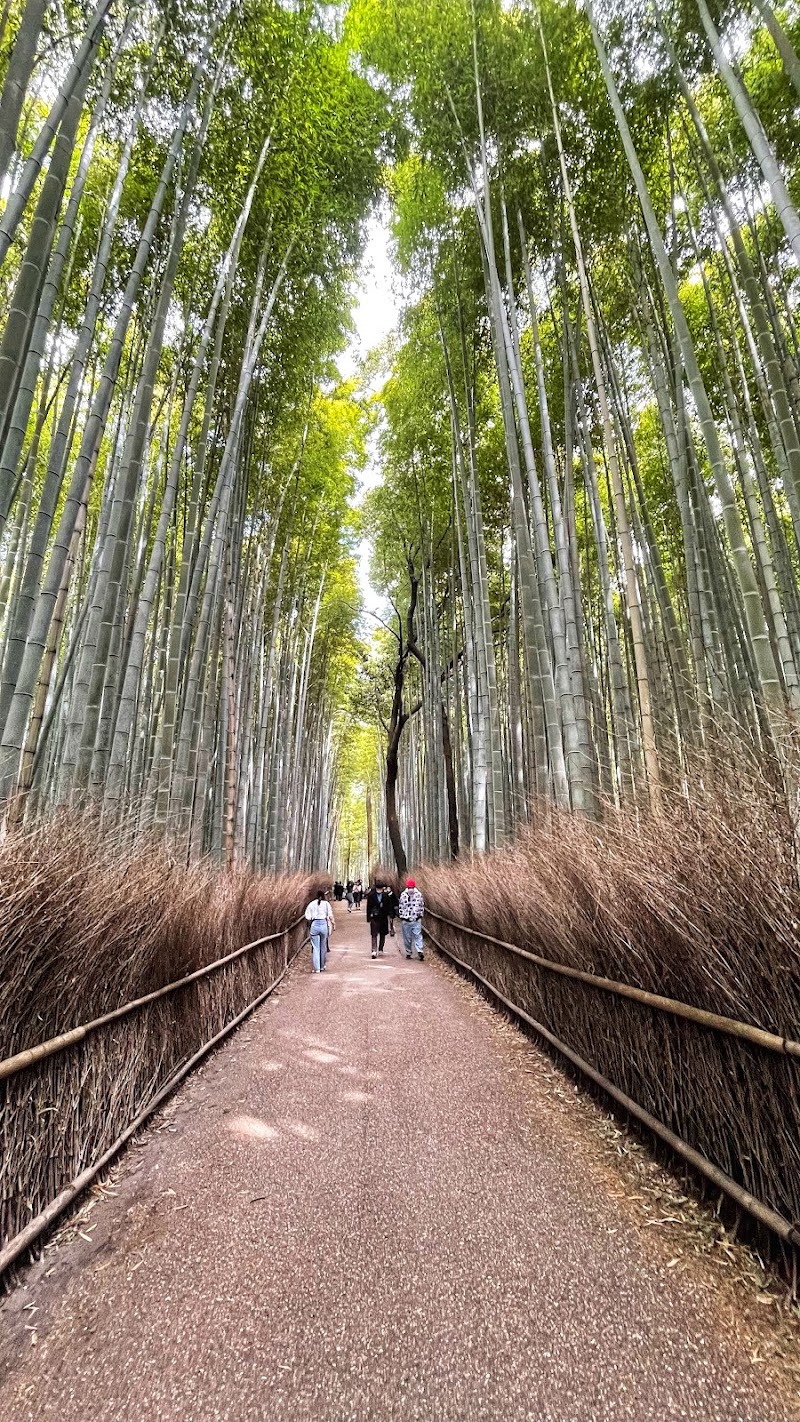 Arashiyama Bamboo Forest - Arashiyama Bamboo Forest Sagaogurayama Tabuchiyamacho, Ukyo Ward, Kyoto, 616-8394, Japan