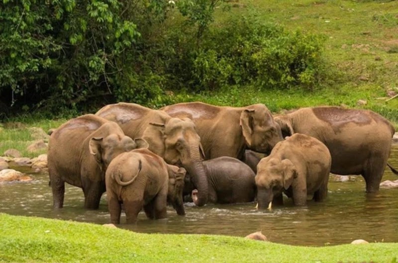 Munnar Explore the South India Kashmir, Kannan Devan - Munnar Explore the South India Kashmir, Kannan Devan 493,Near workshop recreation club, Highrange club road, Munnar685612 Taxi stand, Munnar - Udumalpet Rd, Nullatanni, Munnar, Kerala 685612, India