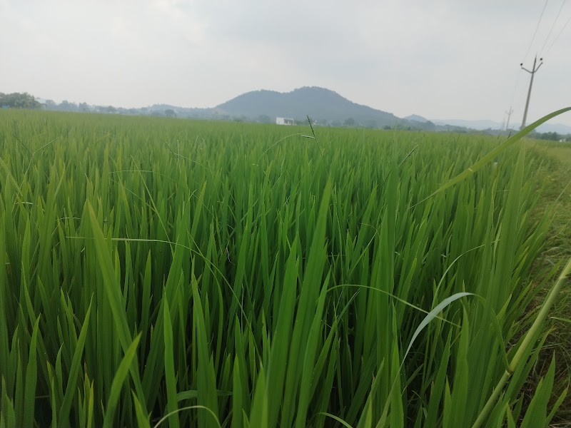 By-Pass Road - By-Pass Road, Christianpally, Mahbubnagar, Yenugonda Rural, Telangana 509002, India