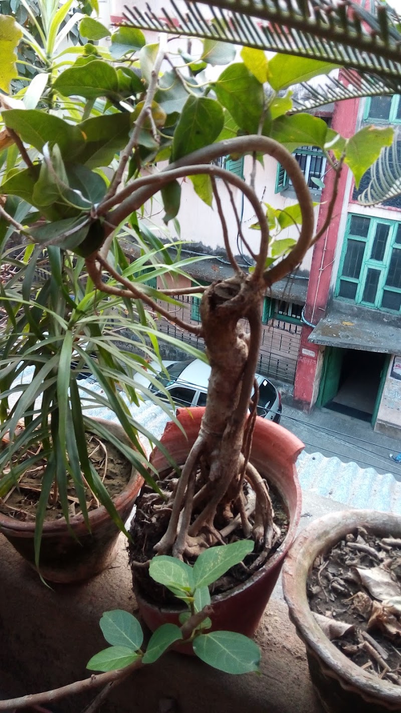 Dover Terrace - Dover Terrace, Ballygunge, Kolkata, West Bengal, India