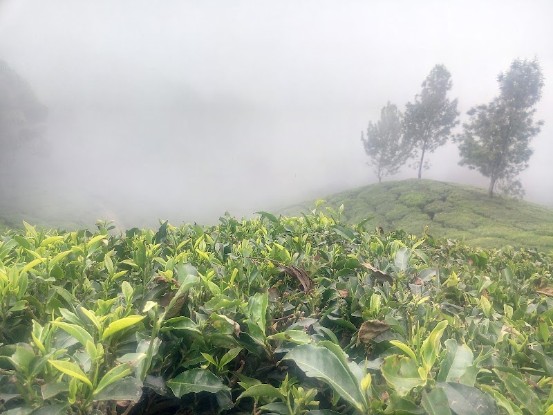 District Tourism Promotion Council(DTPC), Tourist information centre, Munnar - District Tourism Promotion Council(DTPC), Tourist information centre, Munnar Moolakadai, OLD AM ROAD,Mankulam-Munnar Trail, Moolakadai, Kannan Devan Hills, Munnar, Kerala 685612, India