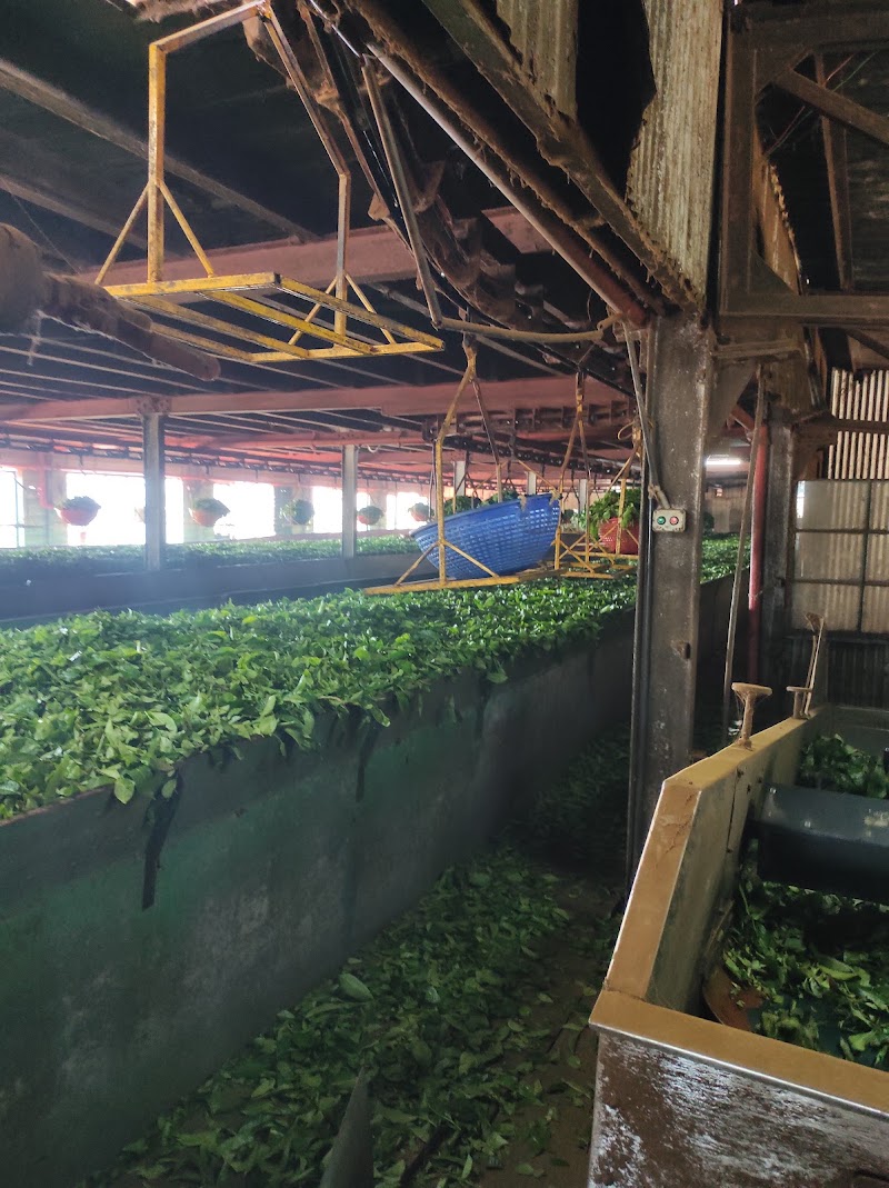 Kelagur Tea Factory - Kelagur Tea Factory, 5F27+H5R, Kelagur, Megur, Karnataka 577122, India
