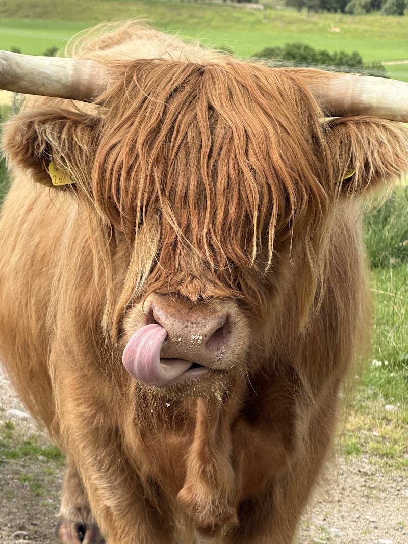 Rothiemurchus - Rothiemurchus Rothiemurchus Centre, Aviemore PH22 1QH, UK