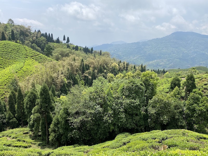 Tashiding homestay & Restaurant - Tashiding homestay & Restaurant Mirik, West Bengal 734214, India