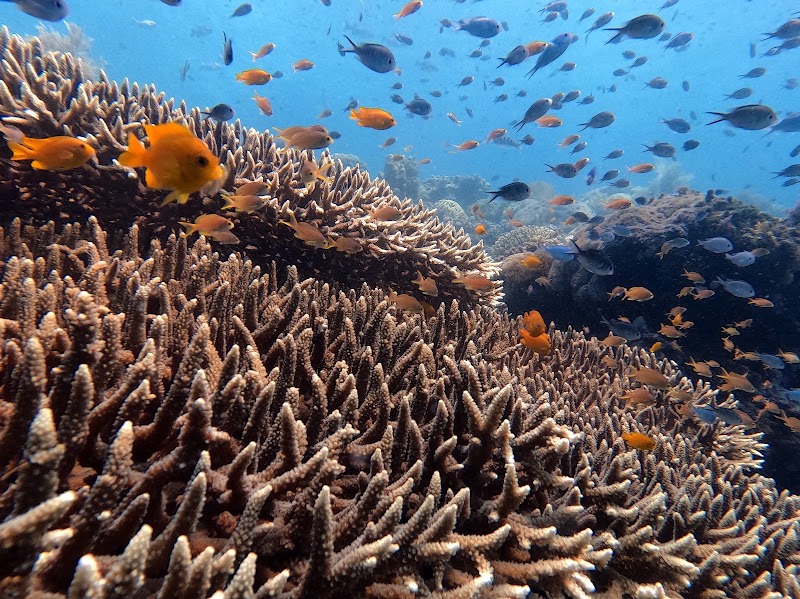 The Dive Academy - The Dive Academy, 157, 15, Tambon Bo Put, Amphoe Ko Samui, Chang Wat Surat Thani 84320, Thailand