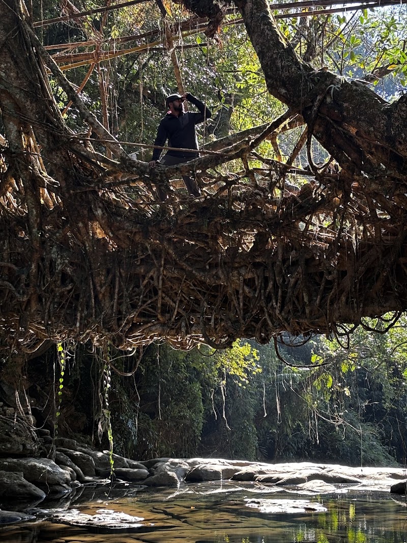 Riwai Living-root Bridge - Riwai Living-root Bridge 6V4X+F2X, Surok Mawlynnong, Mawlynnong, Meghalaya 793110, India