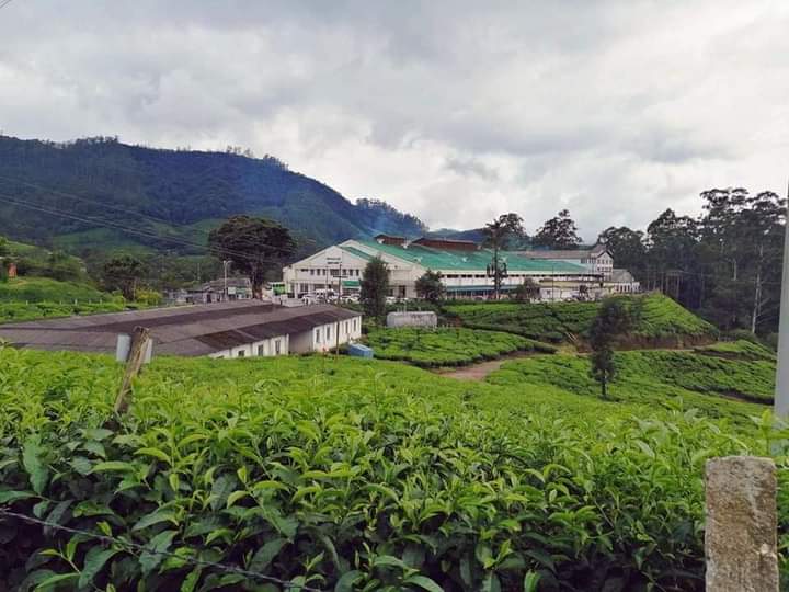 Lockhart Tea Bungalow Munnar - Lockhart Tea Bungalow Munnar Lockhart Estate, Munnar, Devikulam, Kerala 685613, India