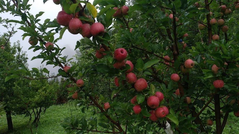 Krishana apple orchards - Krishana apple orchards, 35X9+MQ3, Nathan, Himachal Pradesh 175130, India