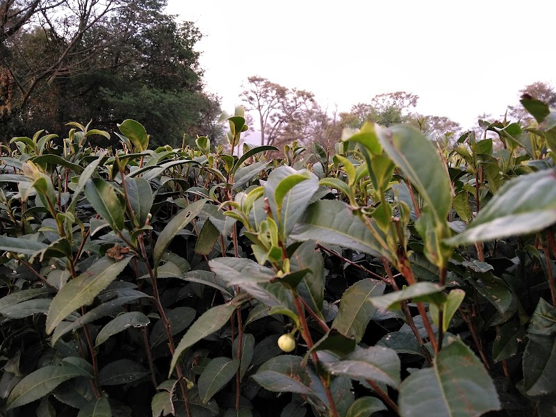 Manjhee Valley Tea Gardens - Manjhee Valley Tea Gardens, 58XW+73C, Hodal, Himachal Pradesh 176215, India